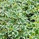 BoswelliaMSM_Weihrauch_200728.jpg